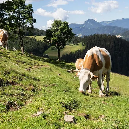 Farmstay&glamping Visocnik