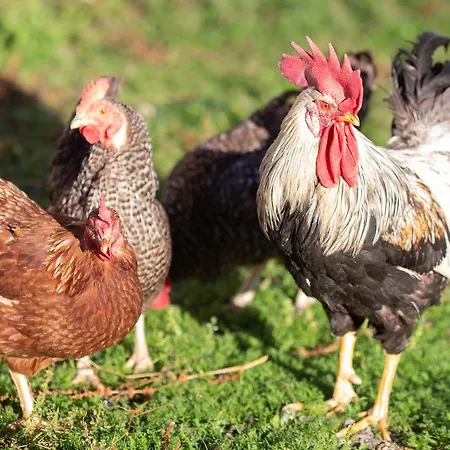 팜스테이 Farmstay&glamping Visocnik *