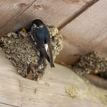 팜스테이 Farmstay&glamping Visocnik