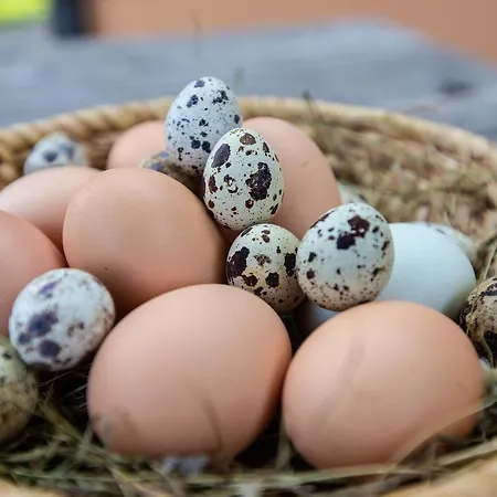 Farm stay Farmstay&glamping Visocnik Ljubno