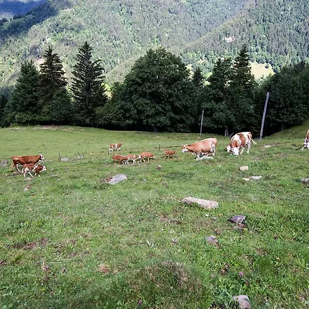 팜스테이 Farmstay&glamping Visocnik