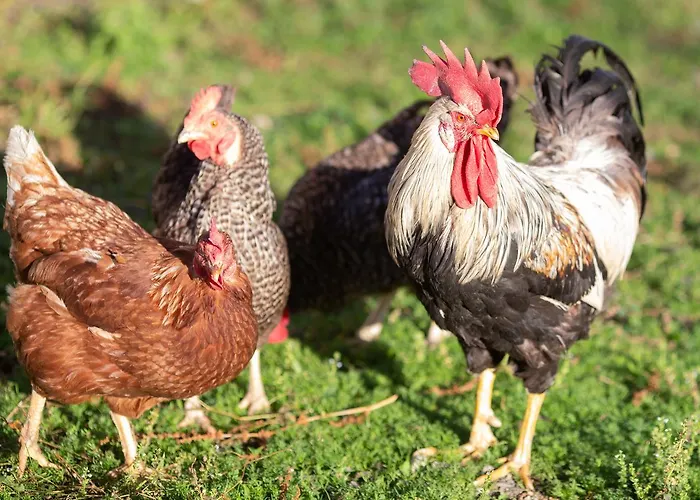 Alloggio per agriturismo Farmstay&glamping Visocnik *