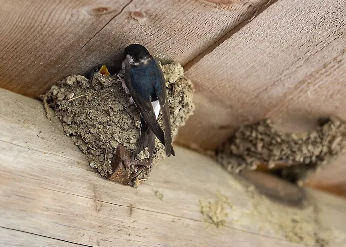 Alloggio per agriturismo Farmstay&glamping Visocnik